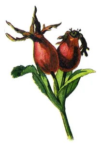 Rosehip