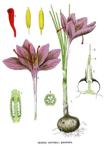 Retro Botanical Art Drucke: saffron