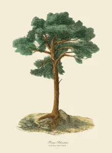 Botanisch Drucke: Pinienbaum Scotch oder Pinus silvestris, Viktorianische Blumenillustration