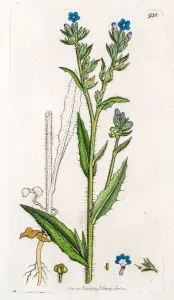 James Sowerby Prints Drucke: Small bugloss