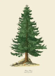 Botanisch Drucke: Fichte Tannenbaum oder Pinus picea, Viktorianische Blumenillustration