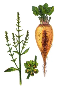 Zuckerrohr (Beta vulgaris)