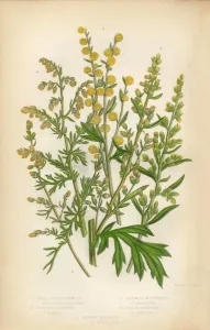 Sonnenblume, Südholz, Kamillewurzel und Wurmholz in der Viktorianischen Pflanzenillustration