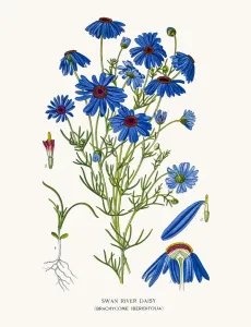 Schwanenriver-Mohnblume