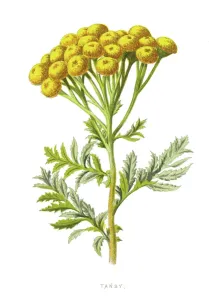 Tansy, bitter Buttons, Kuhbitter