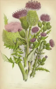 Botanisch Drucke: Mohnkraut (Dorn), Milch-Mohnkraut (Sauerkräuter- oder Röteln-Kräuter)