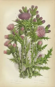 Mohnthistel (Silybum marianum), Milchthistel (Cirsium vulgare), Muhlen-Thistel (Carduus nutans) oder Schottland: Eine victorianische botanische Zeichnung