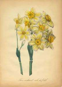 Botanisch Drucke: Dreifarbiger Röhrling, Daphne diphylloidea, Viktorianische Blumenillustration