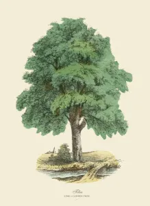 Botanisch Drucke: Lindenbaum oder Zitronen- und Tilaulee, Viktorianische Pflanzenillustration