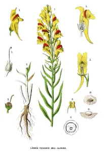 Retro Styled Botany Art Drucke: toadflax