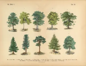 Bäume im Wald, Viktorianische botanische Illustration
