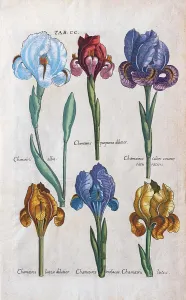 Drucke von Verschiedene Arten von Fehlern (Iris), handfarbener Kupferstich von Matthaeus Merian aus dem Viridarium Reformatum von Michael Valentini, 1719 Matthäus Merian Drucke: Verschiedene Arten von Fehlern (Iris)