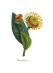 Viktorianische Blumenillustration der Elecampan oder Pferdekräuter