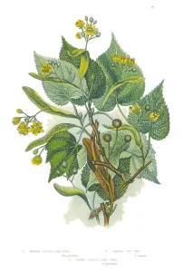 Drucke von Sehr Seltenes, Schön illustriertes Antikes Holzschnittblatt zur Pflanzenwelt der Großbritannien - Blumen und Farnen von Großbritannien, Veröffentlicht im Jahr 1846 Seltene & Schöne Antike, Digital Restaurierte Kunstillustrationen Aus Diesem 1846 Veröffentlichten Buch Drucke: Viktorianische Blumenillustration einer Zitronenbaum