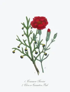Victorian Era Lithograph Prints Drucke: Victorian Botanical Illustration of Savine and Clove or Carnation