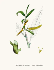 Vintage Herbal Remedies Drucke: Welsh Willow tree