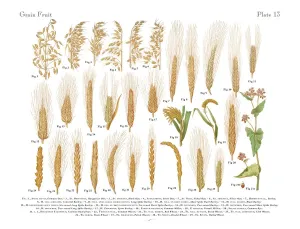 Botanisch Drucke: Weizen, Reis und Getreide in einer victorianischen botanischen Zeichnung
