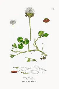 Weißer Kleever, Trifolium repens; Viktorianische Blumenillustration; 1863