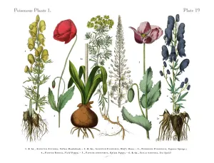 Botanisch Drucke: Wildblumen, giftige und toxische Pflanzen, Viktorianisches botanisches Zeichnen