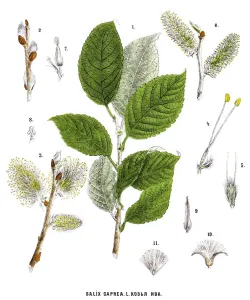 Retro Botanical Illustrations Drucke: willow