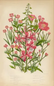 Drucke von Sehr seltenes und farbenfrohes Antiquitätsgravur von botanischen Bildern der Weidenkrautartige Pflanze, Lorbeerblatt und Fuchsschwanz, Viktorianische Botanik-Illustration Seltene & Schöne Antike, Digital Restaurierte Kunstillustrationen Aus Diesem 1846 Veröffentlichten Buch Drucke: Weisensalbei, Buchsbaumblatt und Fuchsschwanzkraut, Viktorianische Pflanzenillustration