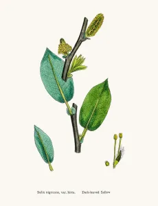 Botanical Illustrations For Sale Drucke: Willow tree