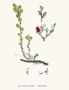Digitally Restored Antique Art Drucke: Willow tree
