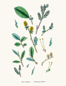 Digitally Restored Engraving Drucke: Willow tree