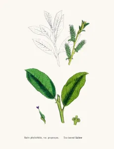 Digitally Restored Engraving Drucke: Willow tree