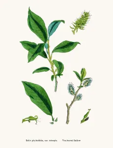 Antique Herbal Medicine Images Drucke: Willow tree
