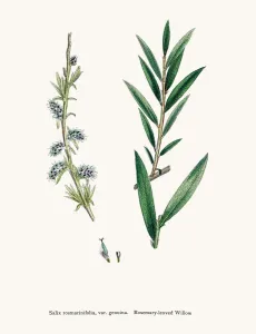Vintage Herbal Remedies Drucke: Willow tree