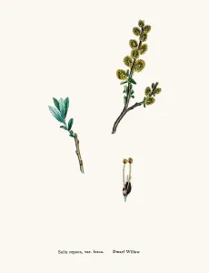 Antique Floral Patterns Drucke: Willow tree