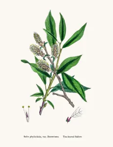 Digitally Restored Engraving Drucke: Willow tree