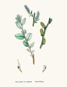 Digitally Restored Engraving Drucke: Willow tree