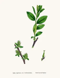 Digitally Restored Engraving Drucke: Willow tree