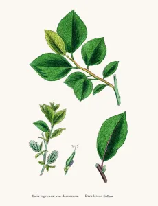 Digitally Restored Antique Prints Drucke: Willow tree