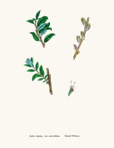 Digitally Restored Engraving Drucke: Willow tree