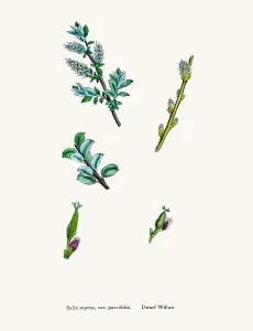 Antique Herbal Medicine Images Drucke: Willow tree