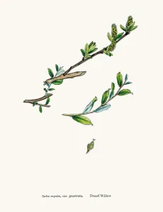 Antique Engraved Flowers Drucke: Willow tree