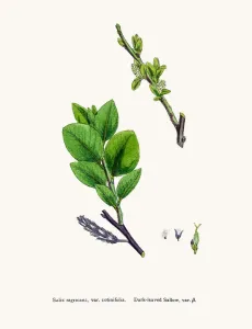 Digitally Restored Artwork Online Drucke: Willow tree