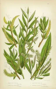 Drucke von Sehr Seltenes Schönes Illuminiertes Antikes Holzstich-Weidenbaum Weißer Weidenbaum Gelber Osier Osier Sauerampel Viktorianische Botanische Illustration Botanische Drucke: Weichholz des Weidenbaums weißer Eichenbaum gelber Rutenbaum Salbei Viktorianische botanische Zeichnung