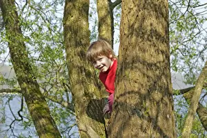 Boy Climbing Tree Drucke: Boy climbing a tree