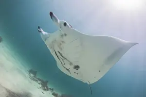 Australian Underwater Photography Drucke: Bright manta
