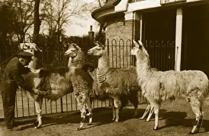Animal Themes In Photography Drucke: Brushing Llamas
