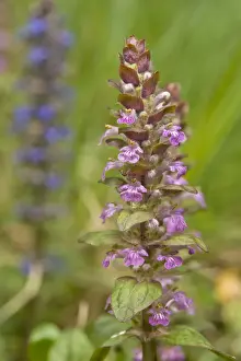 Ajuga Reptans Drucke: Bugleherb or Bugleweed (Ajuga reptans), pink flowering