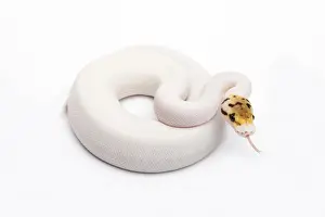 Kugelpython Drucke: Bienenbiene Piebald Ball-Python oder Königssnake, weiblich -Python regius-