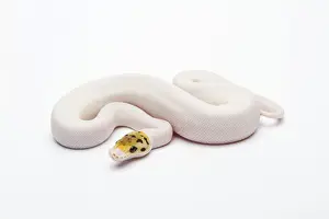 Drucke von Bienenbiene-Piebald-Ball-Python oder Königspython, Pyton regius -, weiblich Python Drucke: Bienenbiene piebaldes Ballpython oder Königssnake, weiblich -Python regius-