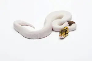 Studio Shot Snakes Drucke: Bumble Bee Piebald Ball Python or Royal Python -Python regius-, male