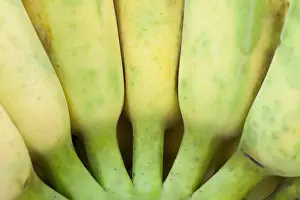 Banana Plant Photography Drucke: Bunch of bananas