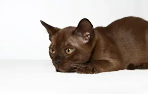 Burmesische Katze, 10 Wochen